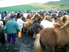 Iceland-Northern Tours-Iceland Special